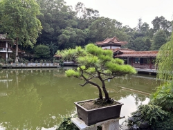 深圳仙湖  -盆景園   Shenzhen Fairy Lake – Bonsai  Garden