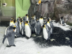 Auckland Sea Life Aquarium 奧克蘭海洋生物水族館