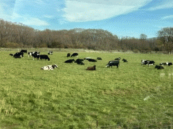 Enroute Mtn Cook  to  Christchurch  途經庫克山至基督城