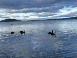 Rotorua Town Centre    羅托魯瓦市鎮 中心